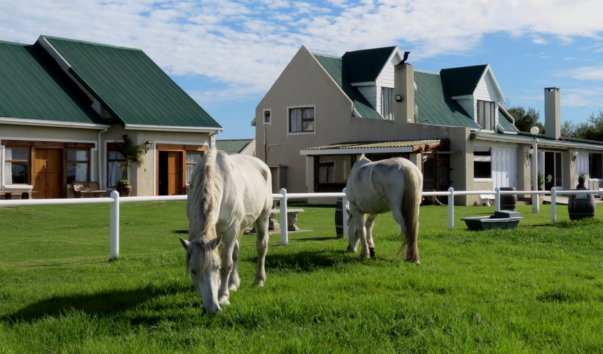 Luxury Stable Suite with SEA VIEW: T'Niqua Stable Inn