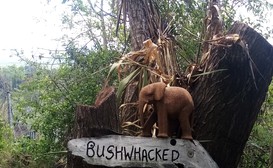 Bushwhacked image