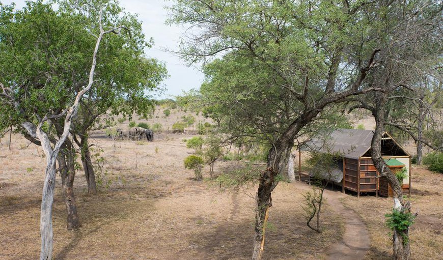 Safari Tent Double: Buffelshoek Tented Camp