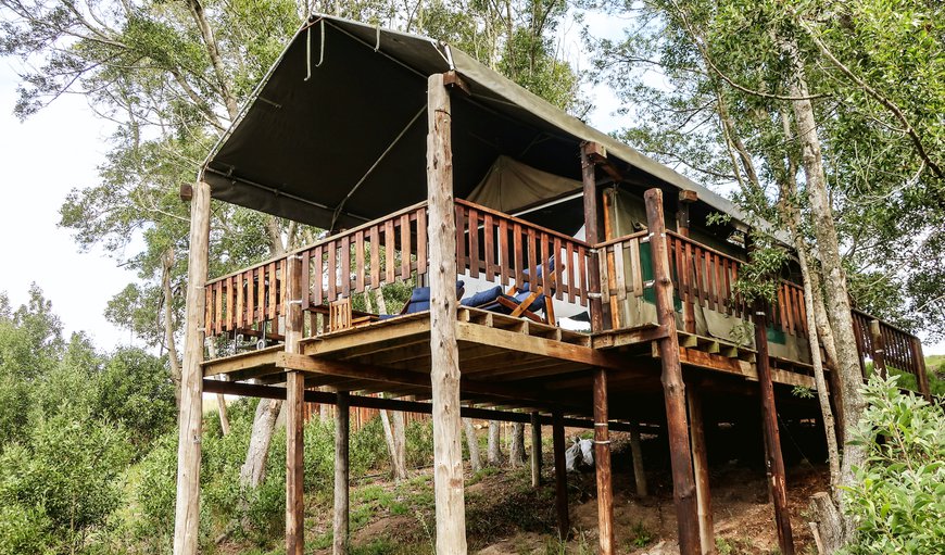 Double Tented Treehouse in Rheenendal, Knysna, Western Cape, South Africa