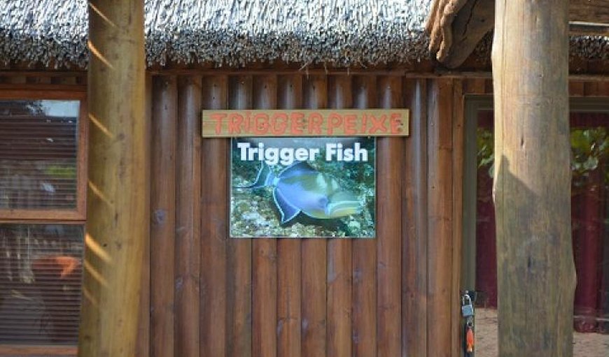 Trigger Fish @ Cova & Reolize Lodge in Marracuene, Maputo Province, Mozambique