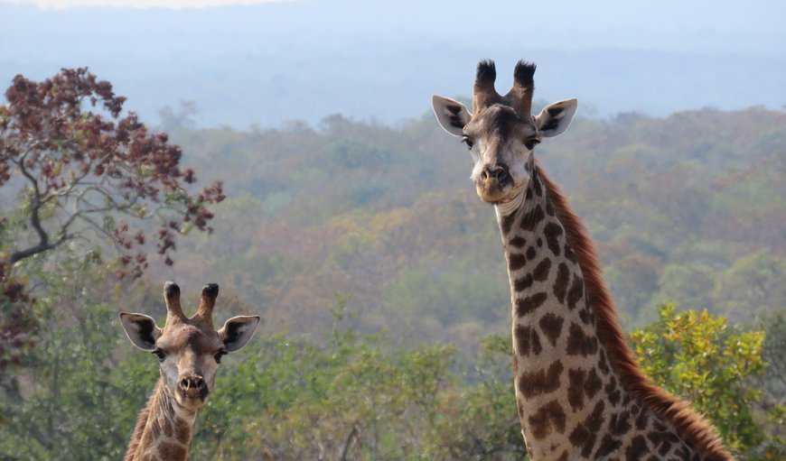 Wildlife in Luve, Manzini, Eswatini (Swaziland)