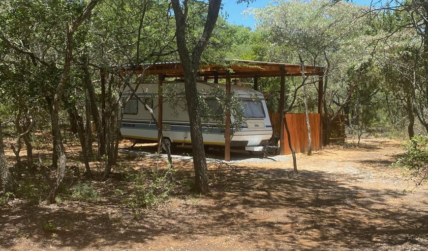 Bosbok Tented Camp photo 33