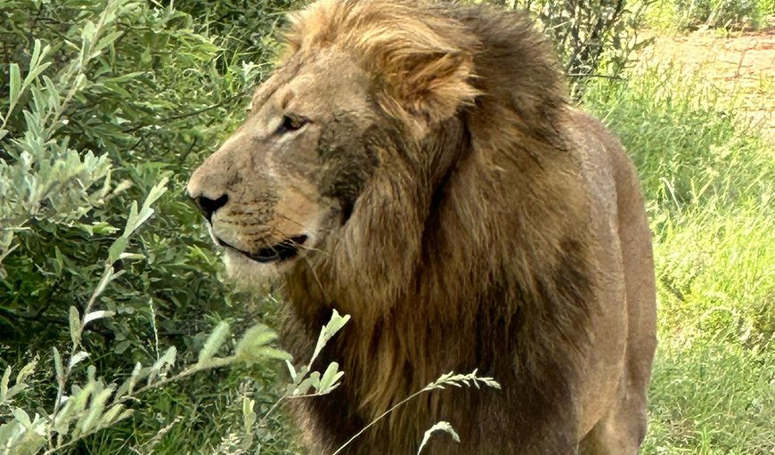 Lion in Cumberland, Thabazimbi, Limpopo, South Africa