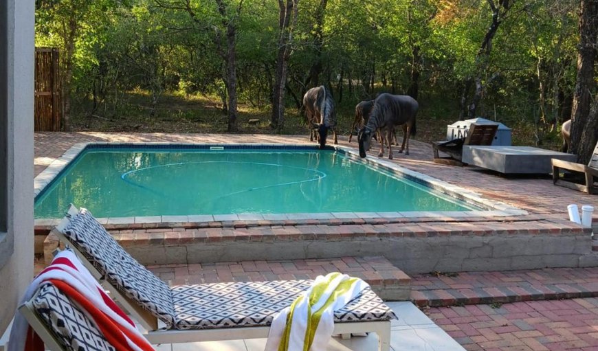 Swimming pool in Marloth Park, Mpumalanga, South Africa