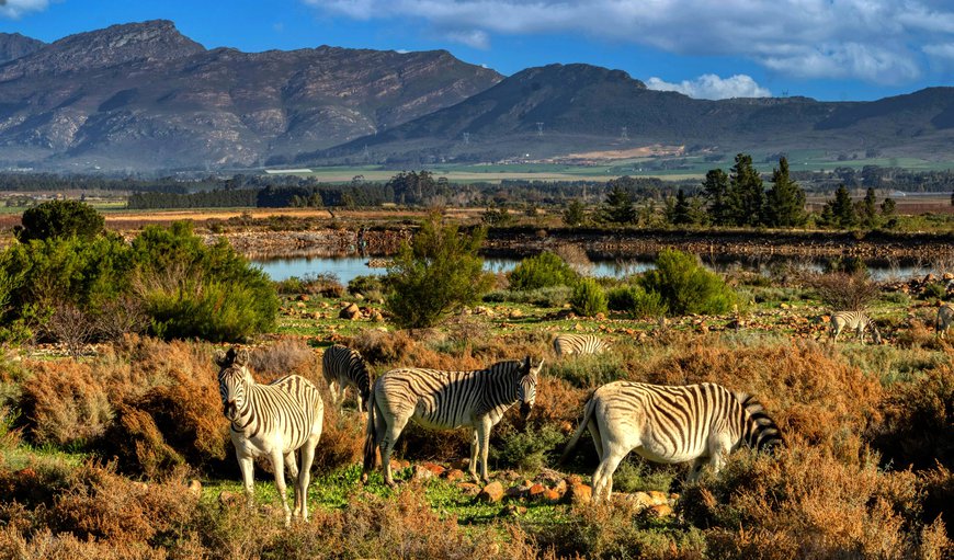 Welbedacht Game & Nature Reserve in Tulbagh, Western Cape, South Africa