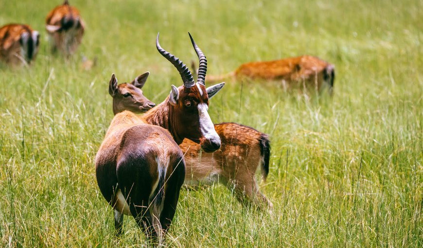 animals in Kempton Park, Gauteng, South Africa
