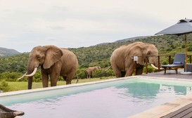 Barefoot Addo Elephant Lodge Private Villa image