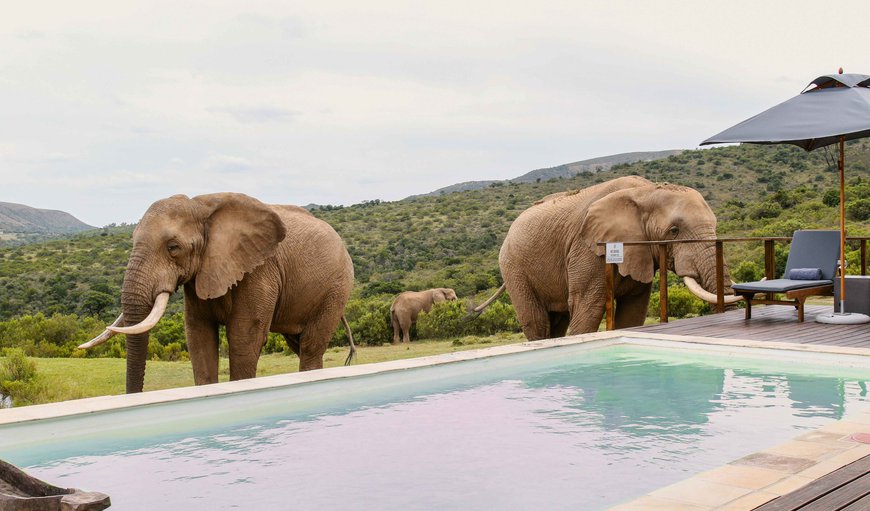 Welcome to Barefoot Addo Elephant Lodge Private Villa in Addo, Eastern Cape, South Africa