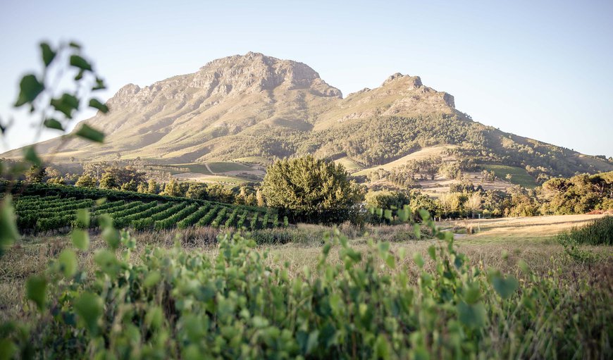 Welcome to Le Pommier Wine Estate in Stellenbosch, Western Cape, South Africa